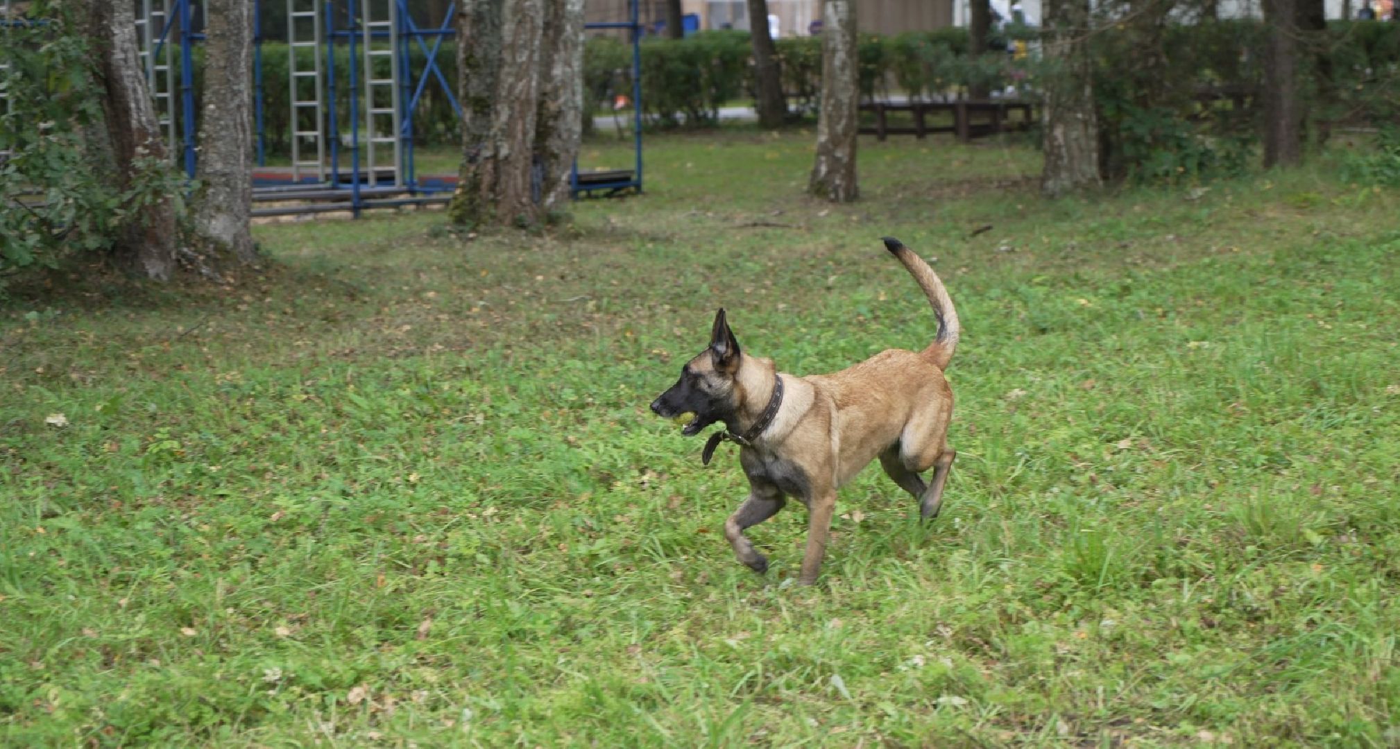 служебные собаки, аэропорт Домодедово