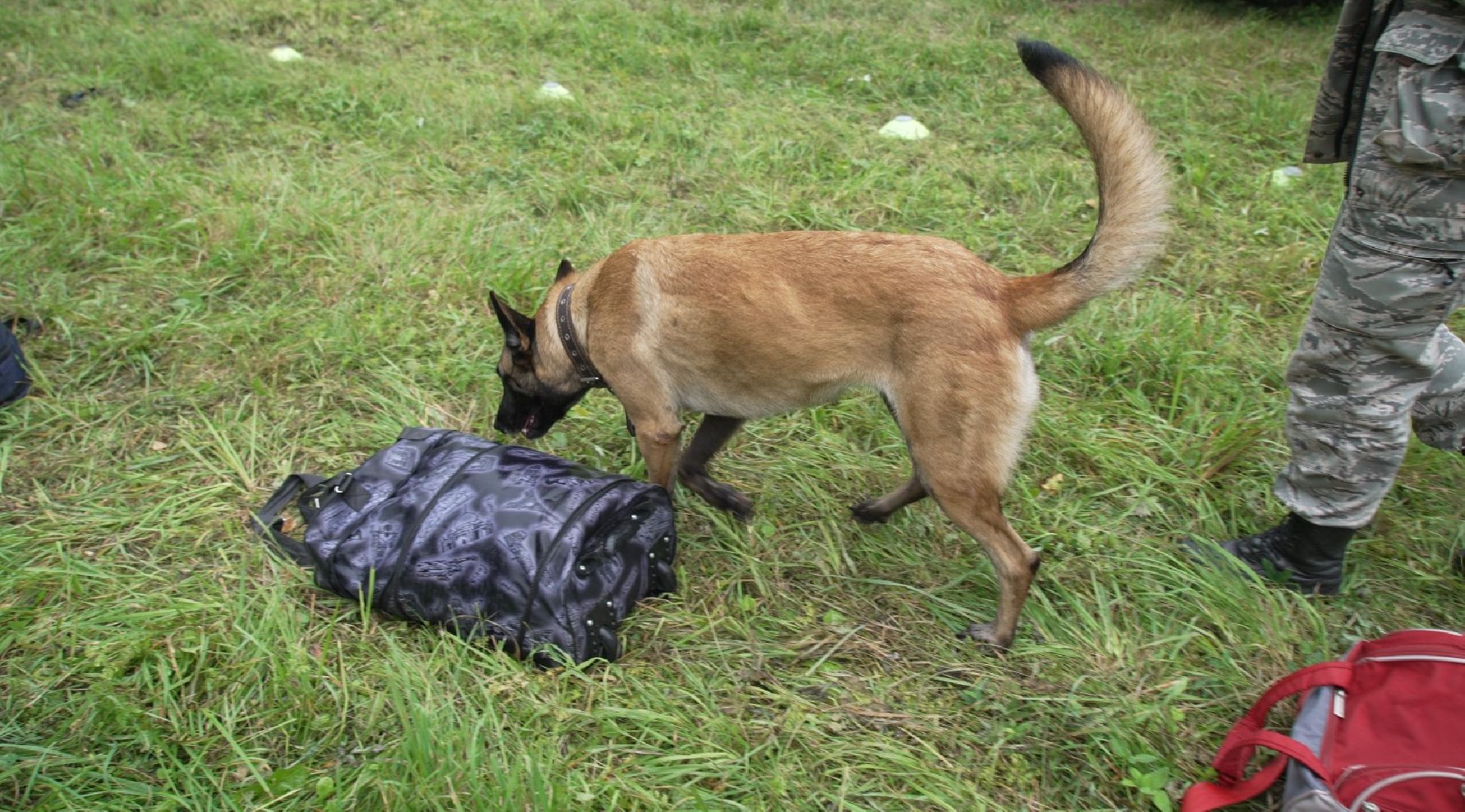 служебные собаки, аэропорт Домодедово