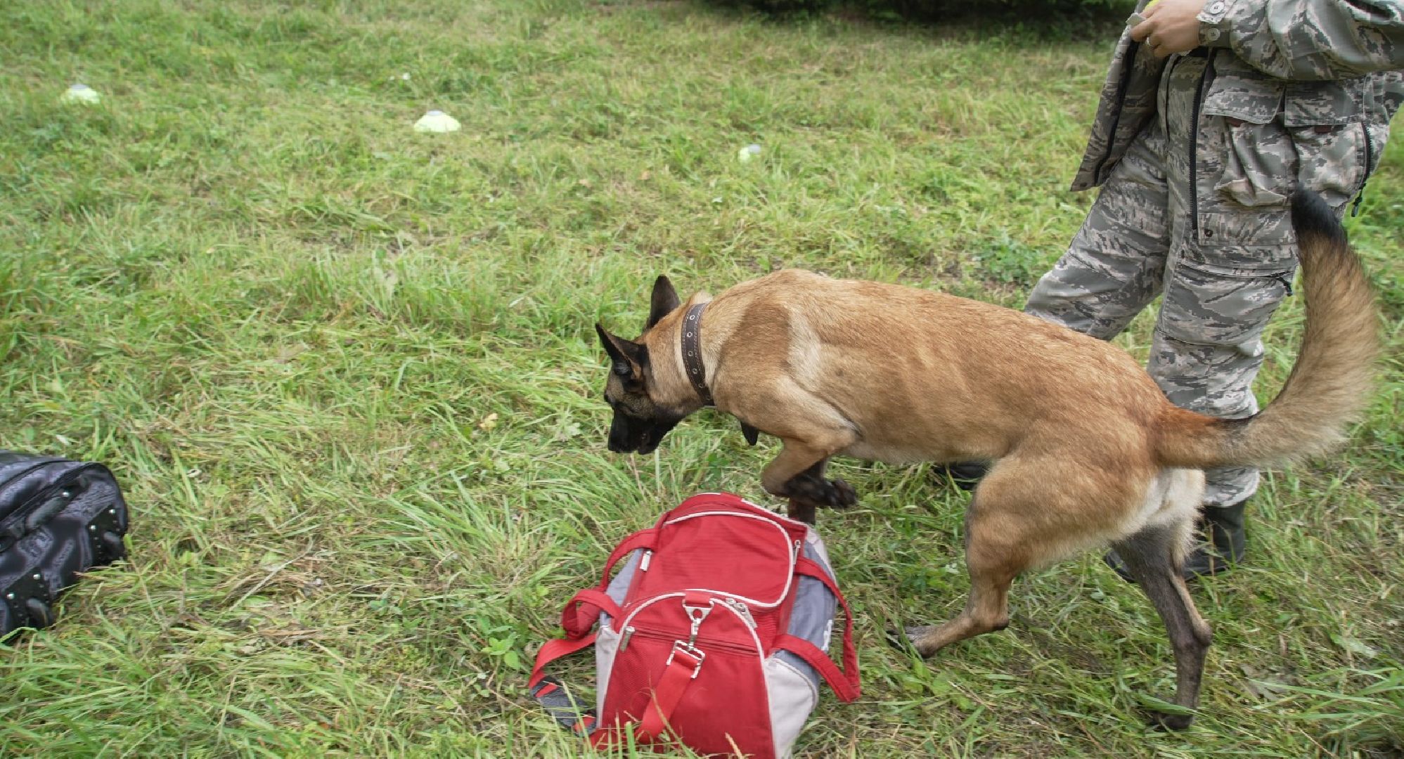служебные собаки, аэропорт Домодедово