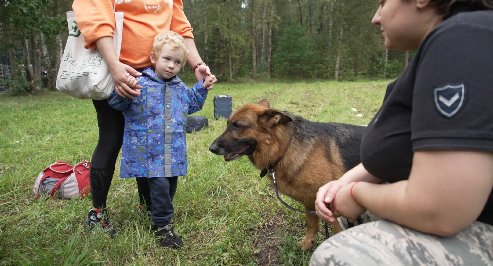 служебные собаки, аэропорт Домодедово