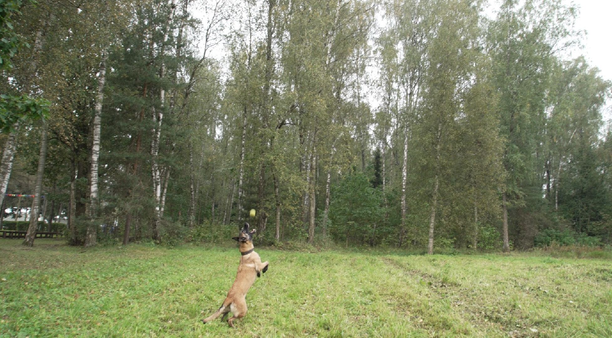 служебные собаки, аэропорт Домодедово