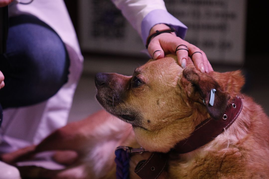 Кошка, собака, приют, зооакция, волонтеры, бездомные, питомец, терапевт, друг, пристройство, выставка, Наро-Фоминск