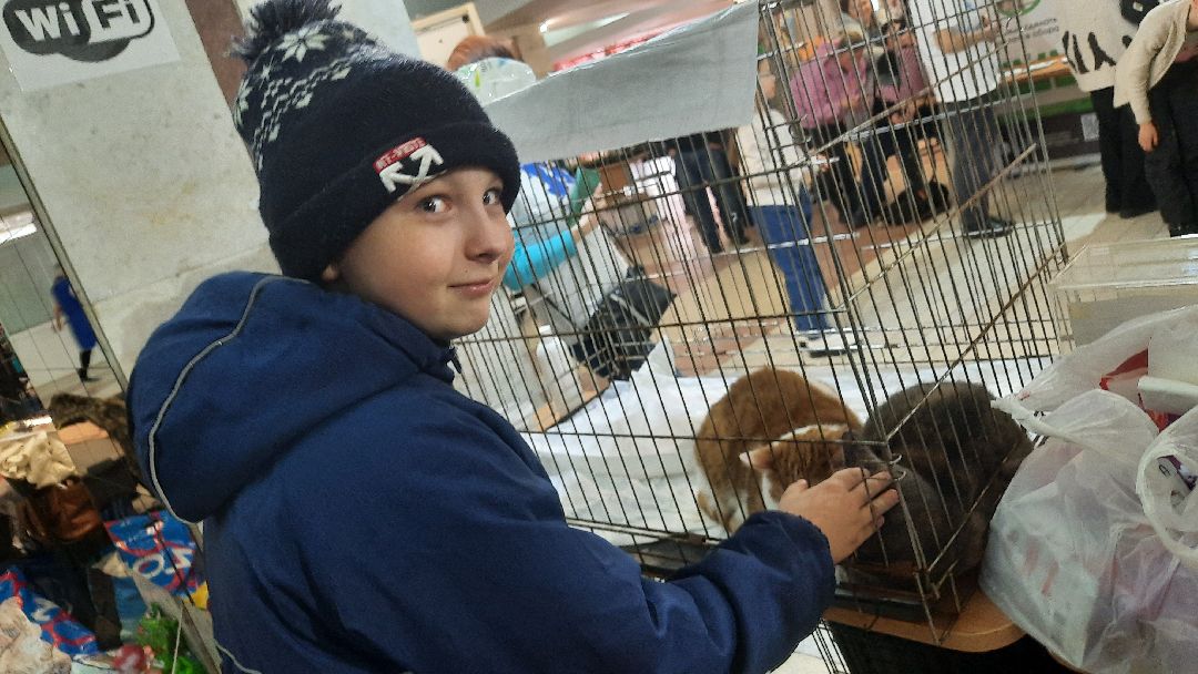 Кошка, собака, приют, зооакция, волонтеры, бездомные, питомец, терапевт, друг, пристройство, выставка, Наро-Фоминск