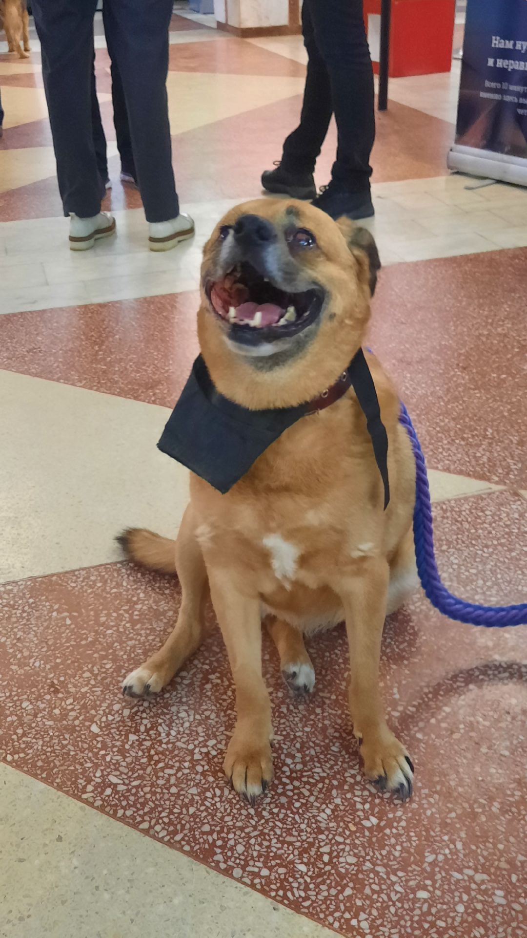 Кошка, собака, приют, зооакция, волонтеры, бездомные, питомец, терапевт, друг, пристройство, выставка, Наро-Фоминск