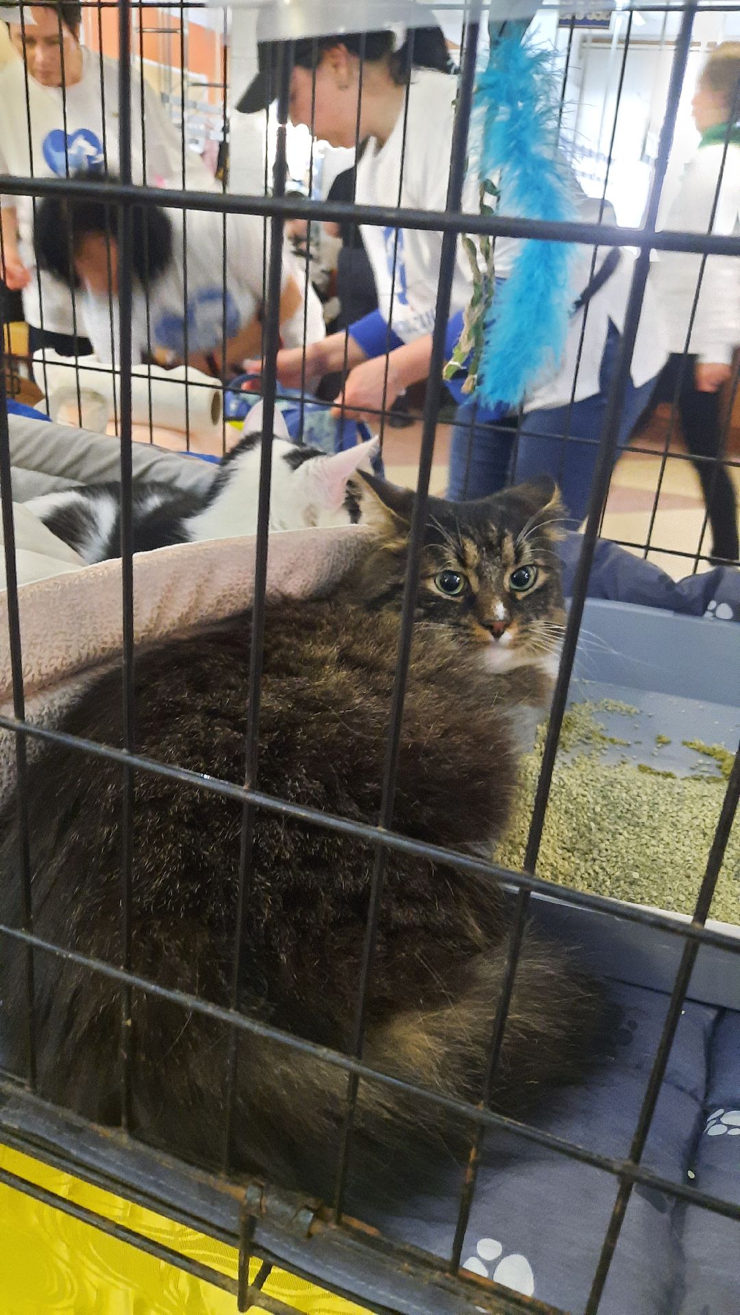 Кошка, собака, приют, зооакция, волонтеры, бездомные, питомец, терапевт, друг, пристройство, выставка, Наро-Фоминск