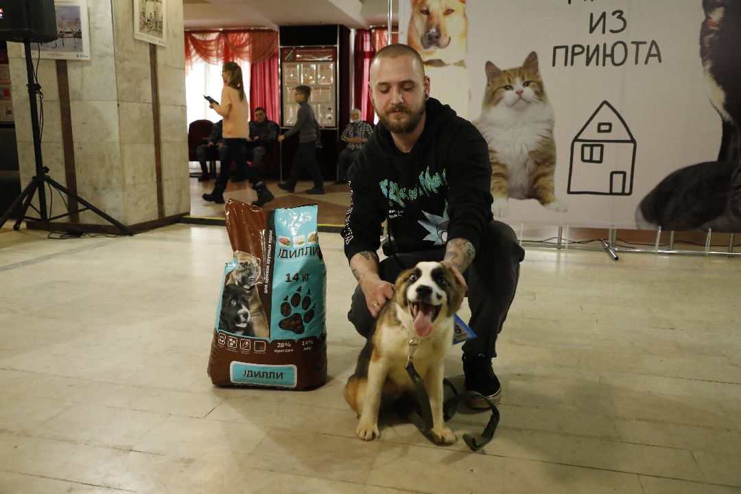 Кошка, собака, приют, зооакция, волонтеры, бездомные, питомец, терапевт, друг, пристройство, выставка, Наро-Фоминск