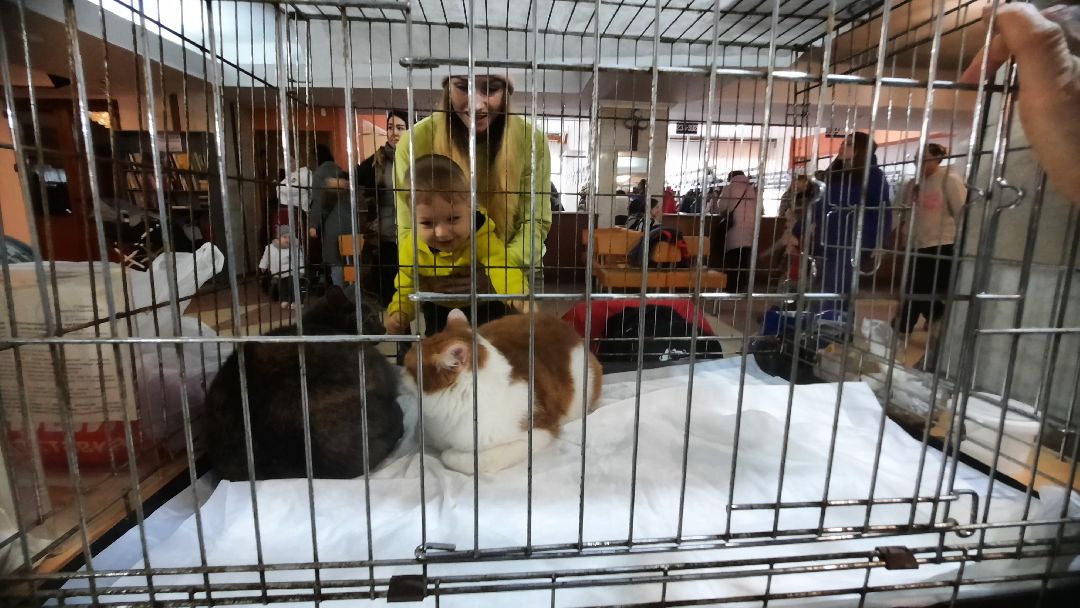 Кошка, собака, приют, зооакция, волонтеры, бездомные, питомец, терапевт, друг, пристройство, выставка, Наро-Фоминск