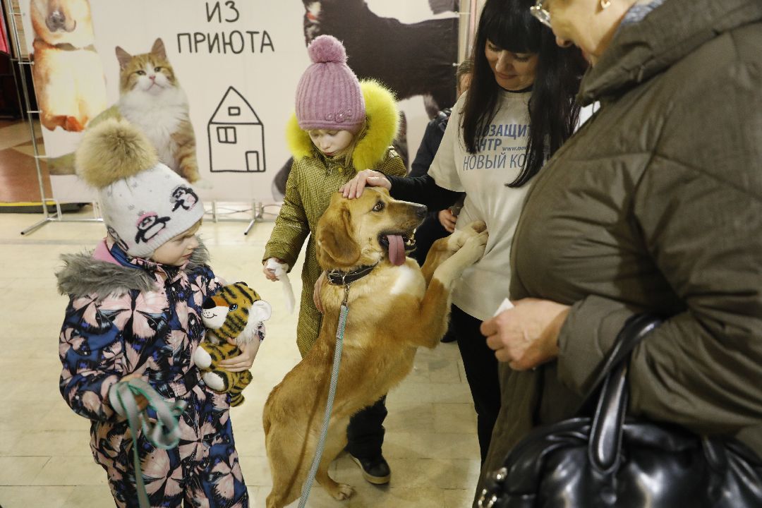 Кошка, собака, приют, зооакция, волонтеры, бездомные, питомец, терапевт, друг, пристройство, выставка, Наро-Фоминск