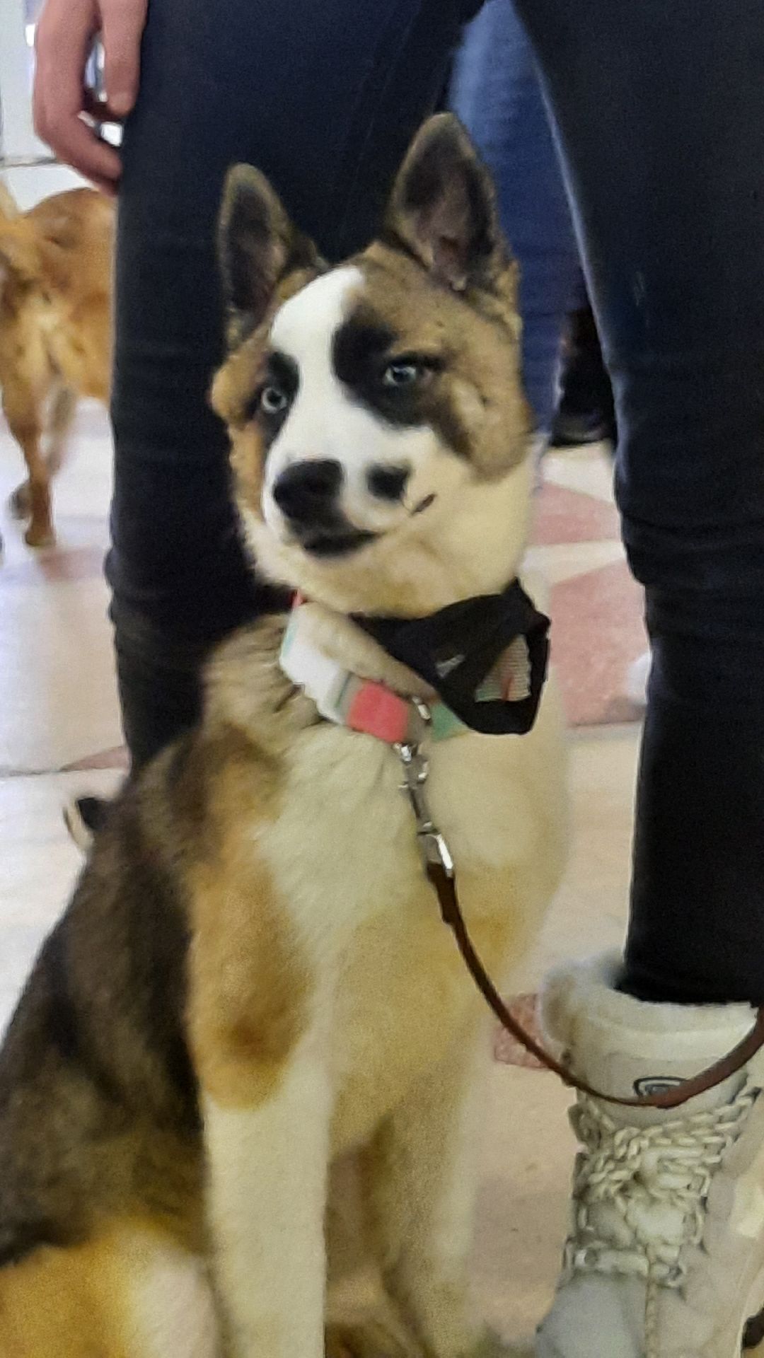 Кошка, собака, приют, зооакция, волонтеры, бездомные, питомец, терапевт, друг, пристройство, выставка, Наро-Фоминск