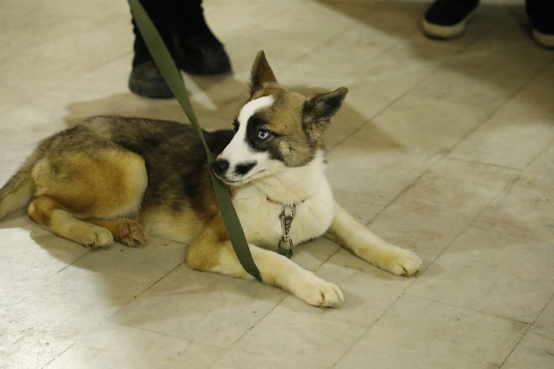 Кошка, собака, приют, зооакция, волонтеры, бездомные, питомец, терапевт, друг, пристройство, выставка, Наро-Фоминск