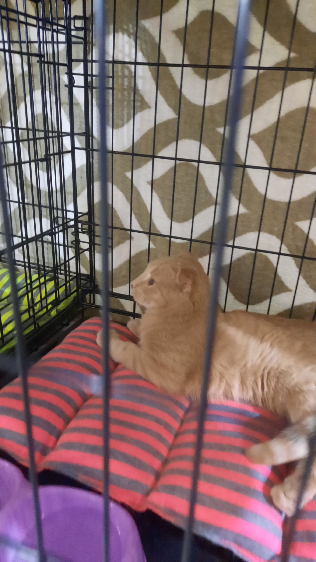 Кошка, собака, приют, зооакция, волонтеры, бездомные, питомец, терапевт, друг, пристройство, выставка, Наро-Фоминск