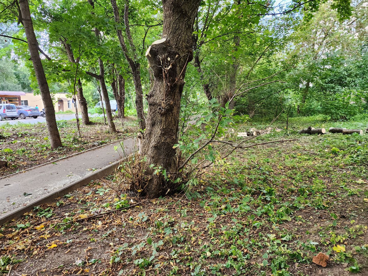 пушкино, благоуйстройство, деревья,