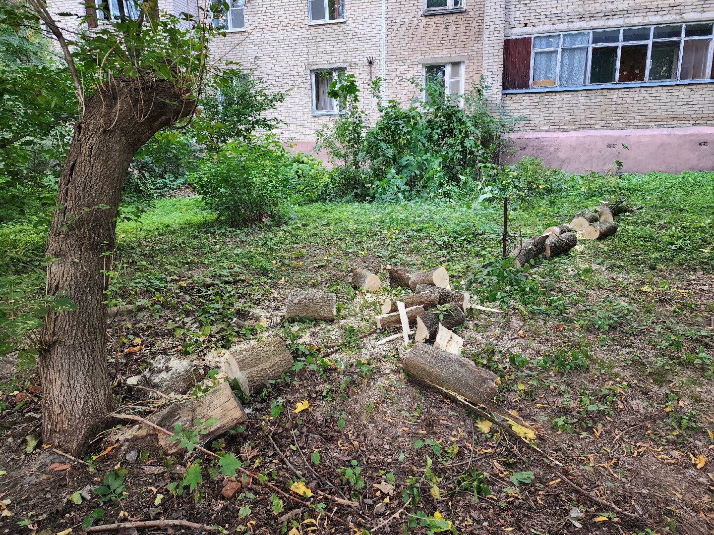 пушкино, благоуйстройство, деревья,