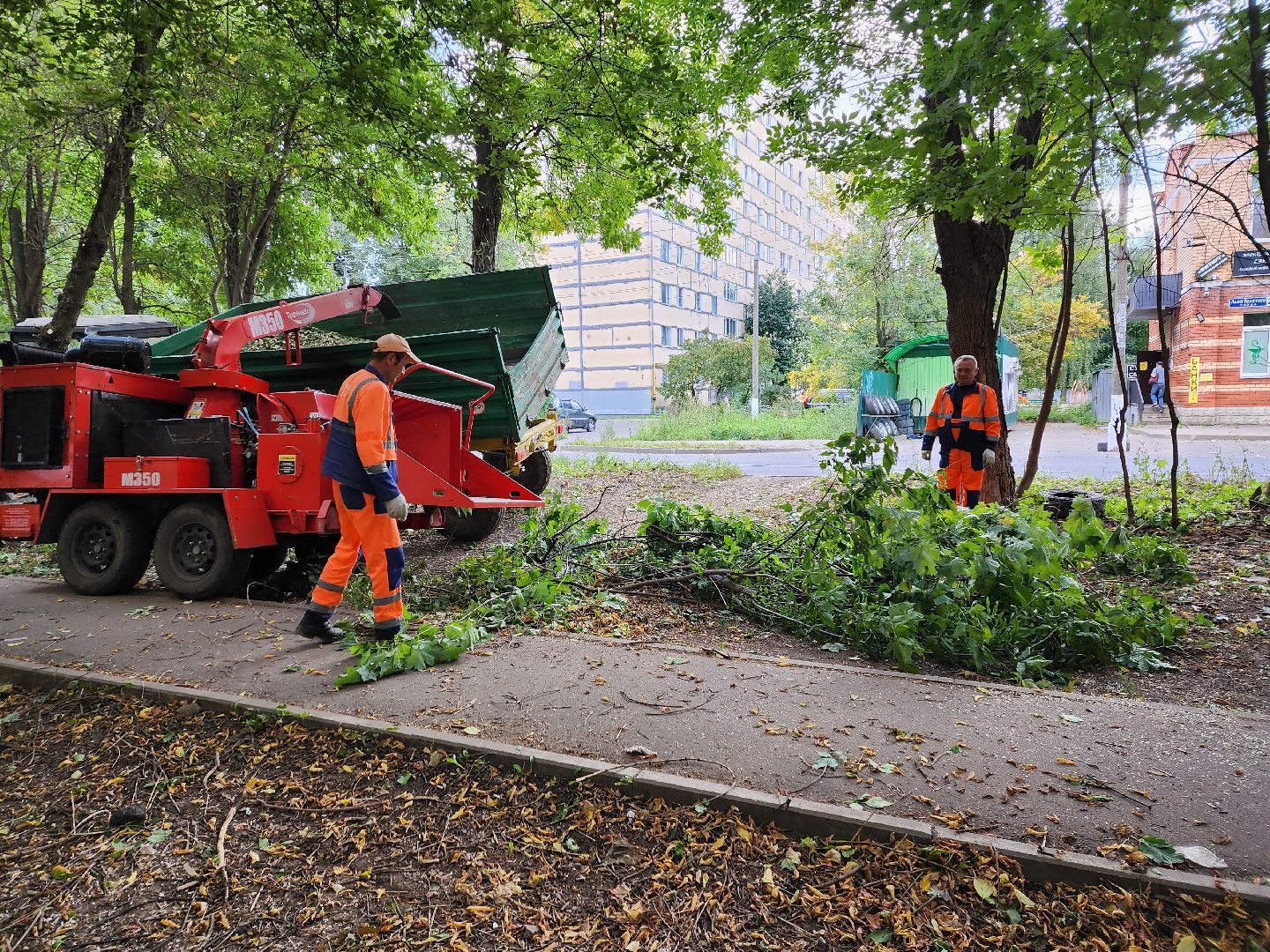 пушкино, благоуйстройство, деревья,