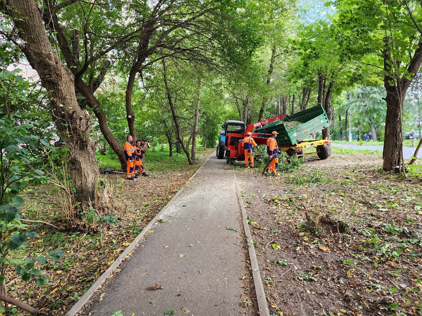 пушкино, благоуйстройство, деревья,