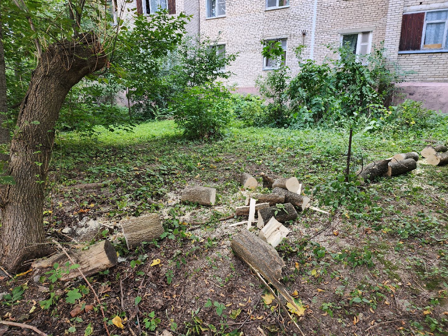 пушкино, благоуйстройство, деревья,