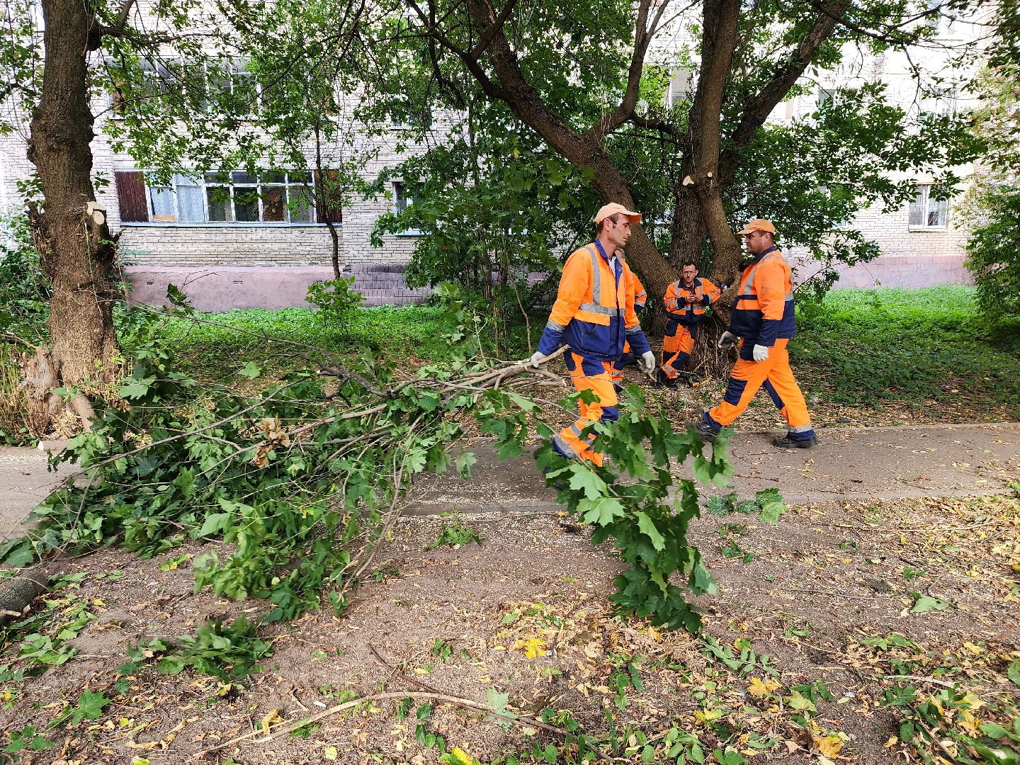 пушкино, благоуйстройство, деревья,