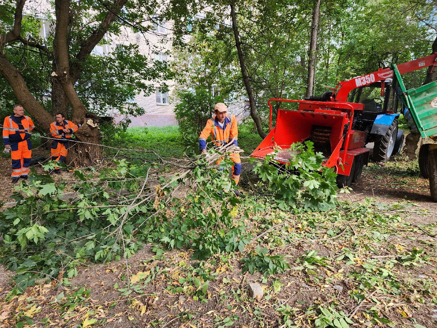 пушкино, благоуйстройство, деревья,