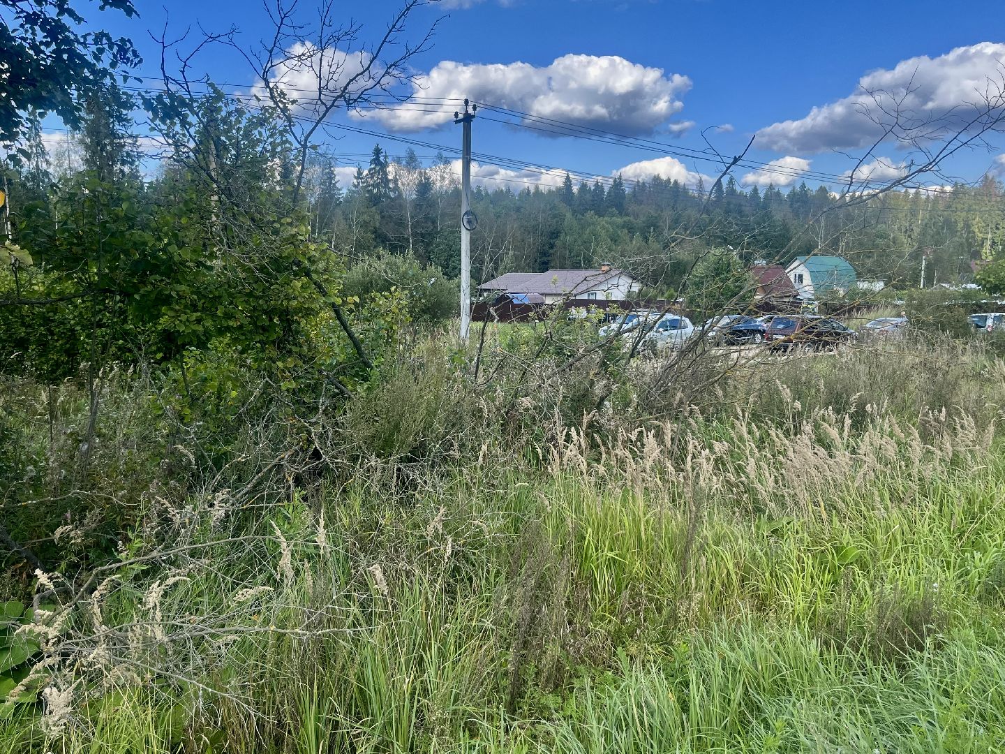 Наро-Фоминск, Наш лес, посади дерево, экология, экологическая акция,