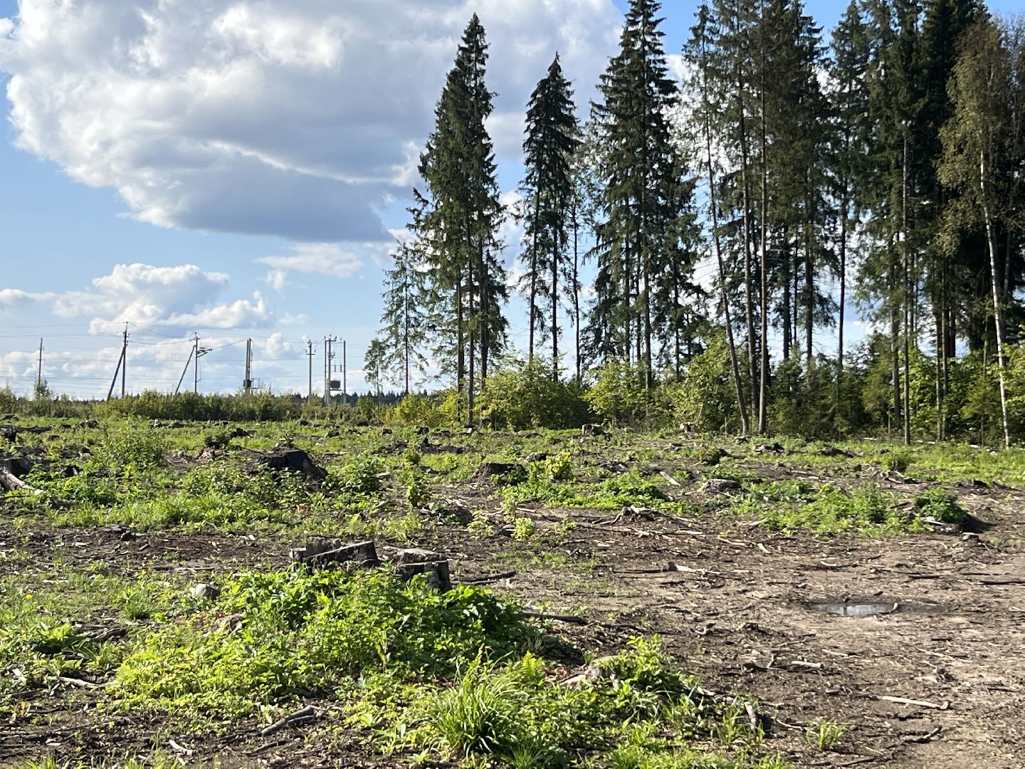 Наро-Фоминск, Наш лес, посади дерево, экология, экологическая акция,