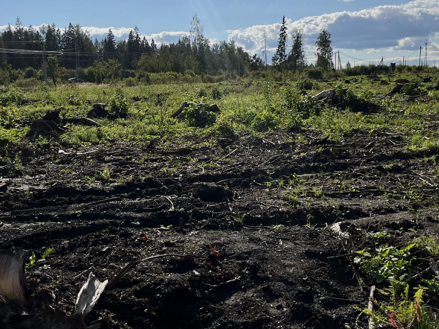 Наро-Фоминск, Наш лес, посади дерево, экология, экологическая акция,