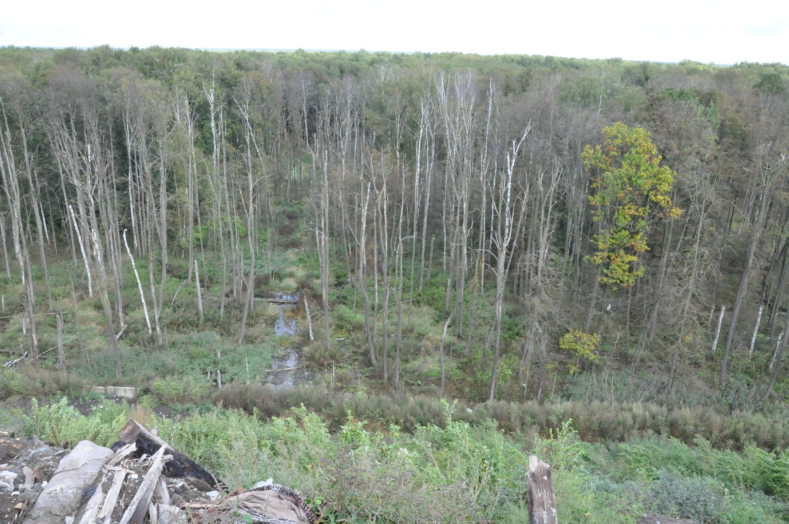 экология, полигон тбо съяново-1, серпухов, депутат-эколог, рекультивация, фильтрат, деревья,