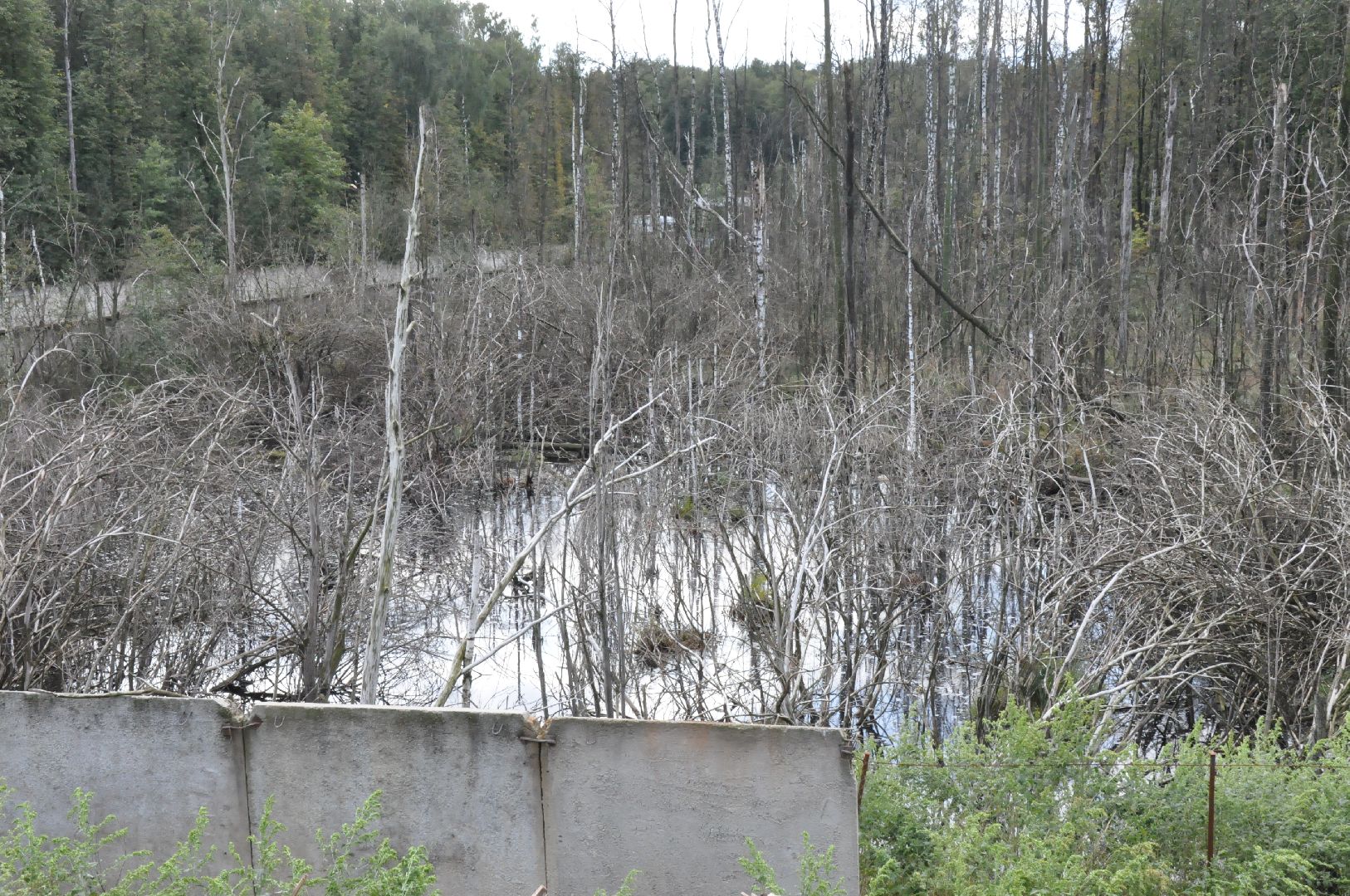 экология, полигон тбо съяново-1, серпухов, депутат-эколог, рекультивация, фильтрат, деревья,