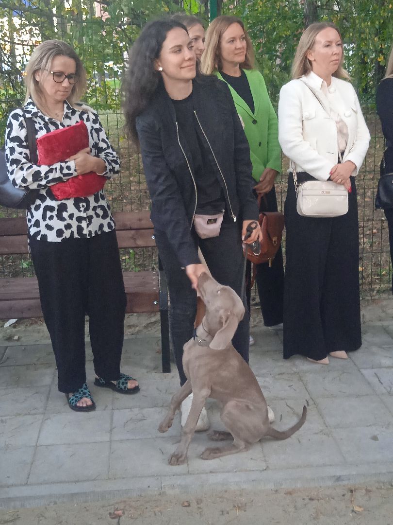 собачья, площадка, Четыре, лапы, социально-ответственный, бизнес, Цыпин, Аубакиров, Грибанов