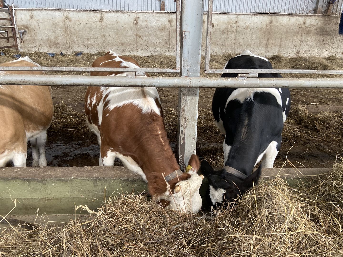 выборы 2023, выборы губернатора, дистанционное голосование,