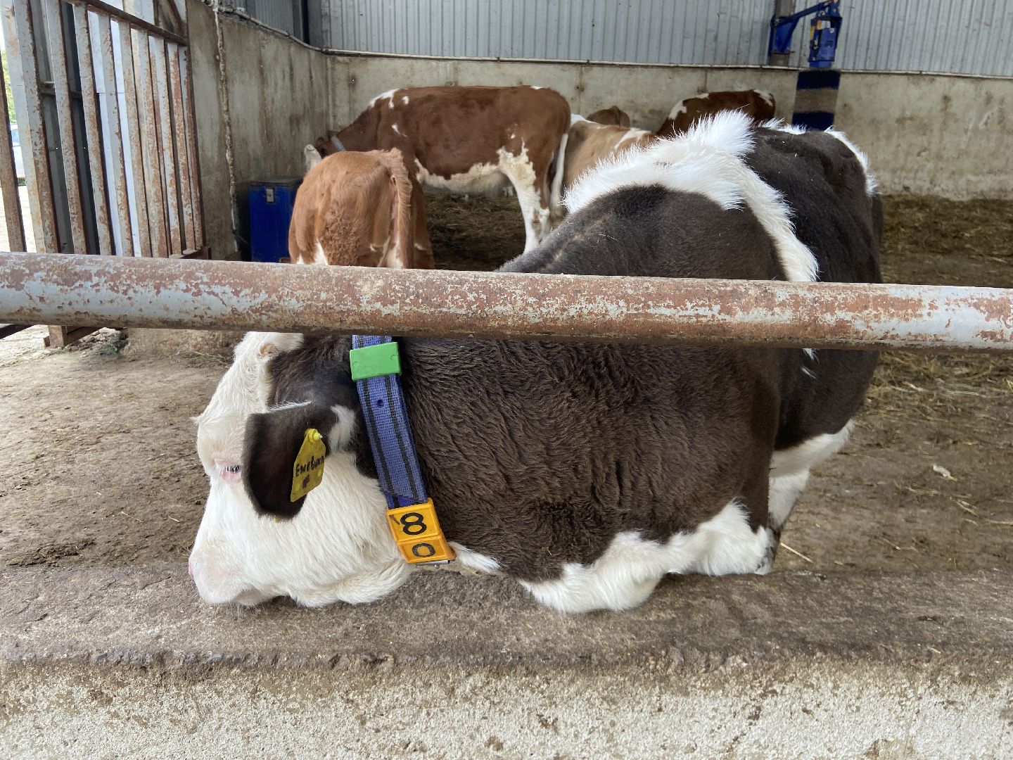 выборы 2023, выборы губернатора, дистанционное голосование,