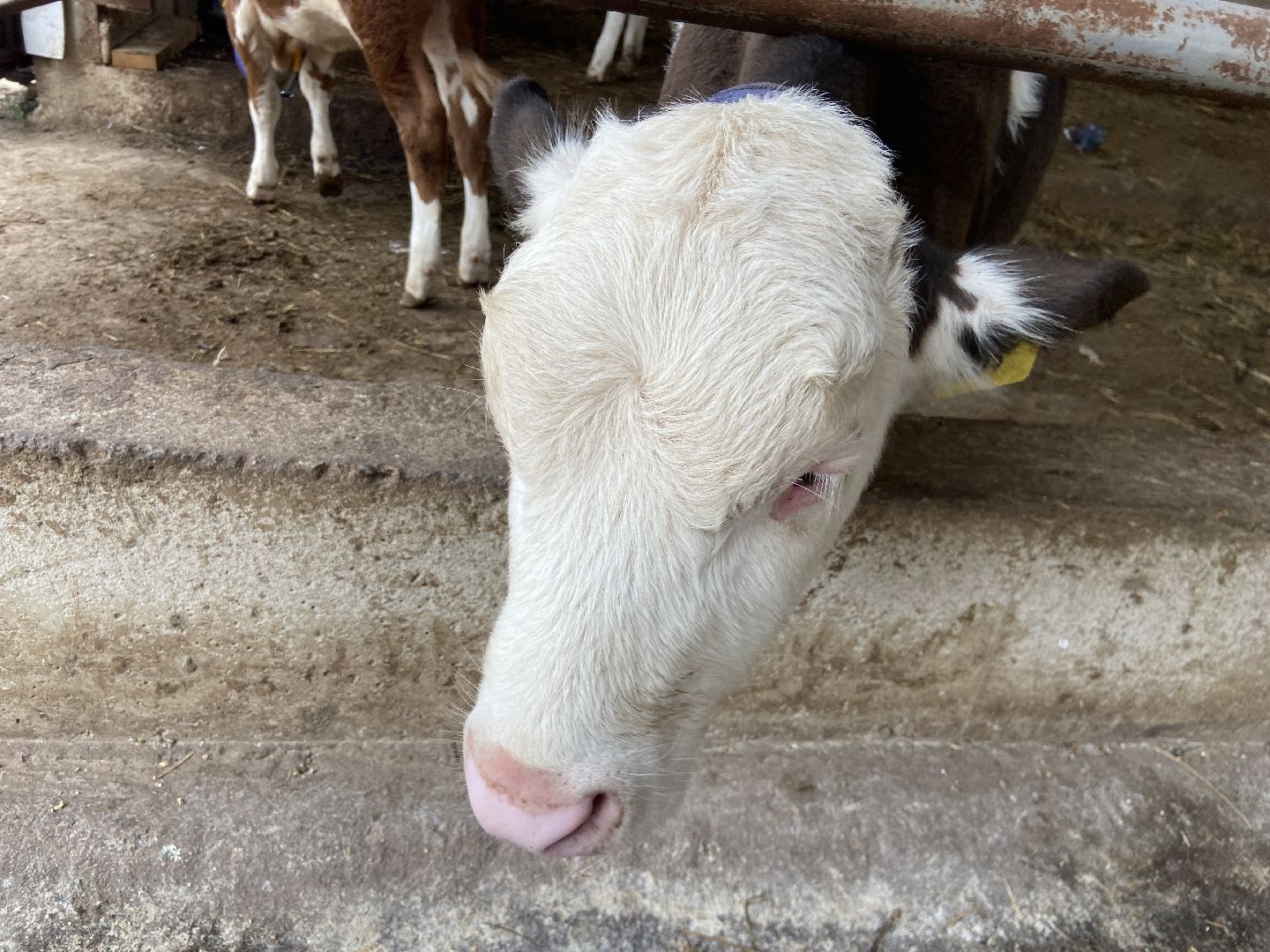 выборы 2023, выборы губернатора, дистанционное голосование,