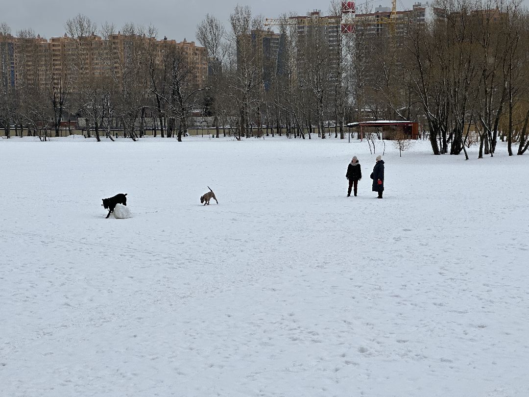 Реутов, безопасность, тонкий лёд, Фабричный пруд, парк на воде