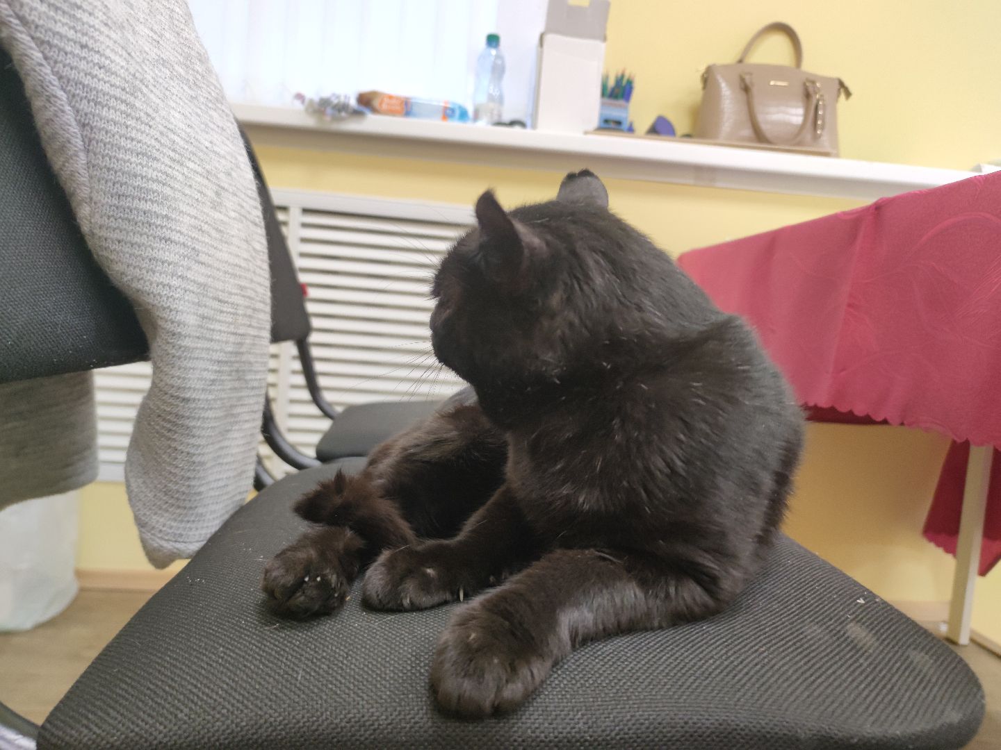 выборы 2023, кот, избирательный участок, Талдом, поселок Северный