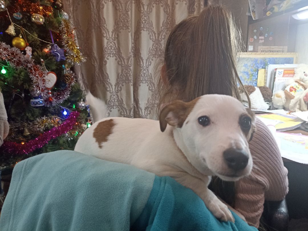 Серпухов, парк, дрессировка, собаки