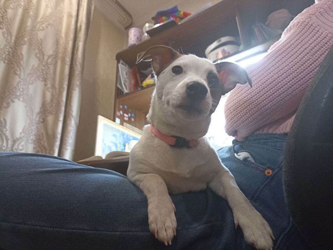 Серпухов, парк, дрессировка, собаки