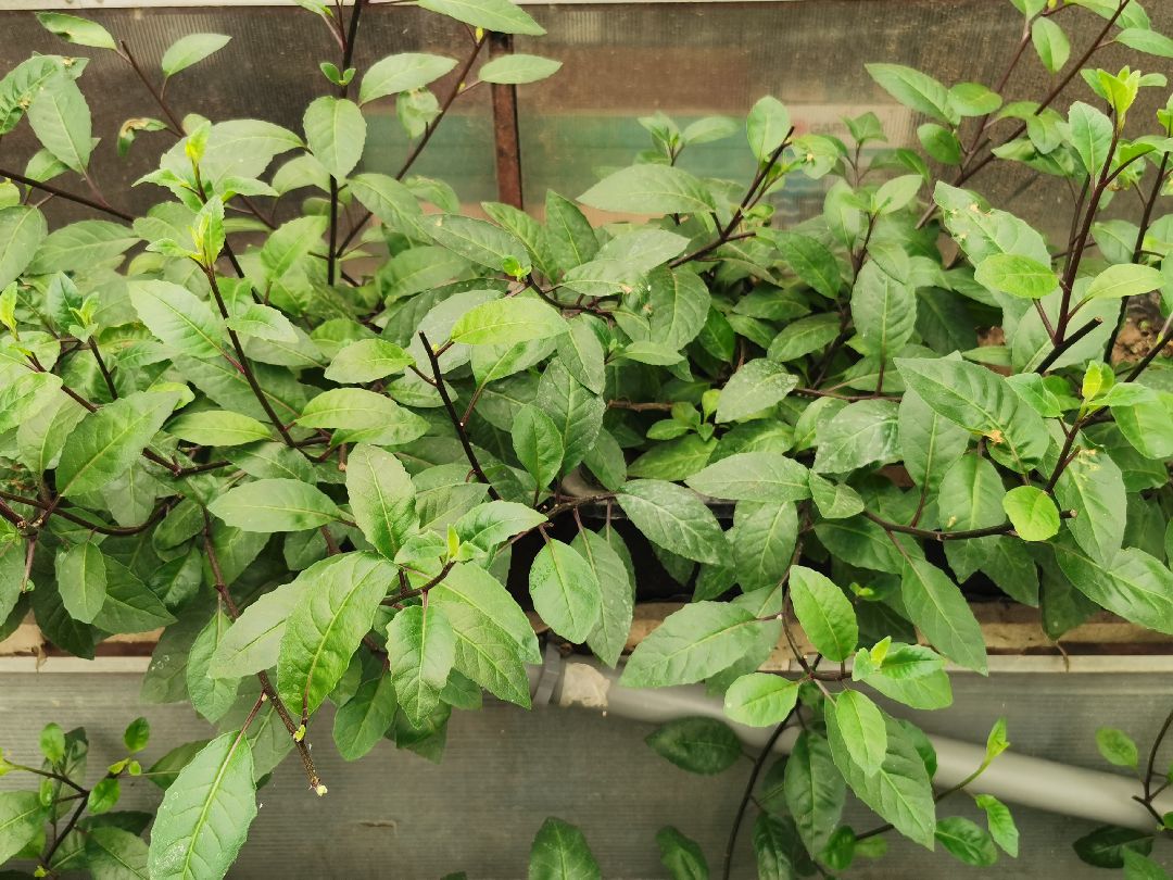 Подольск, образование