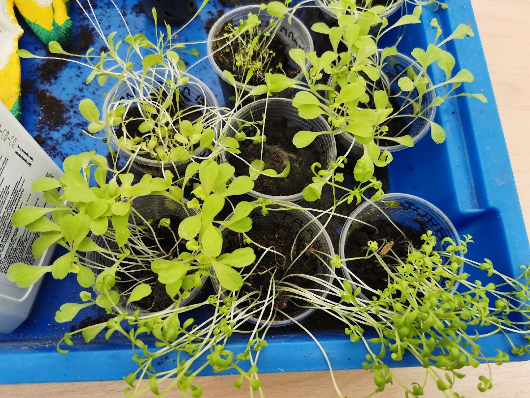 Подольск, образование