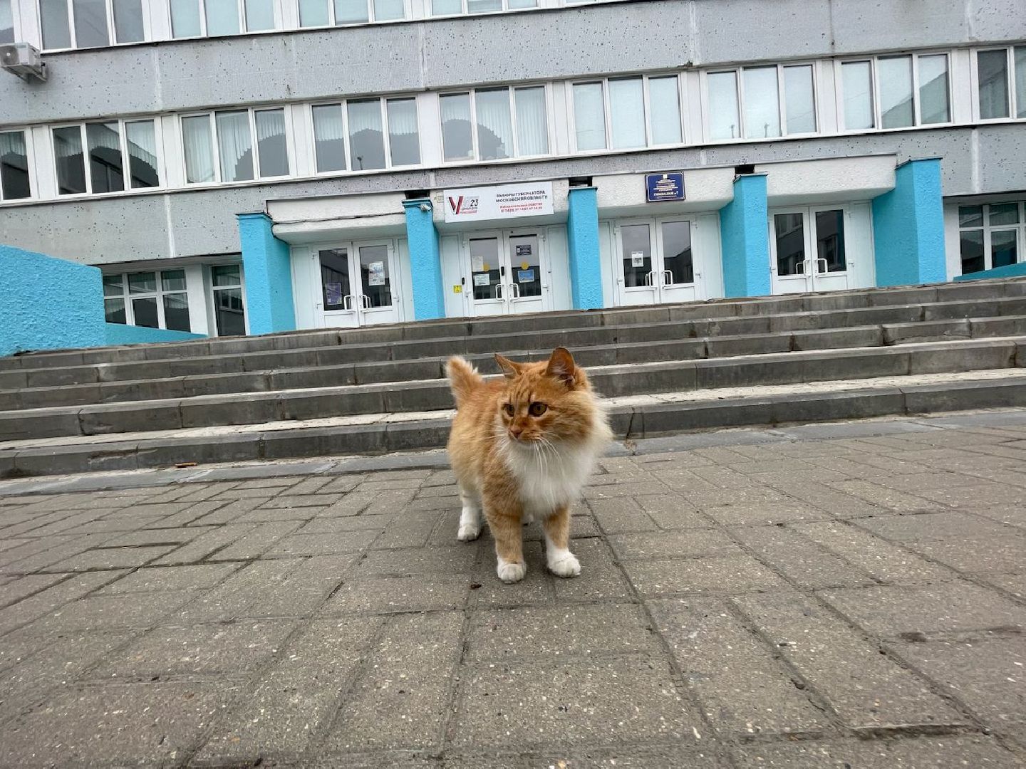 Лыткарино, выборы, наблюдатели