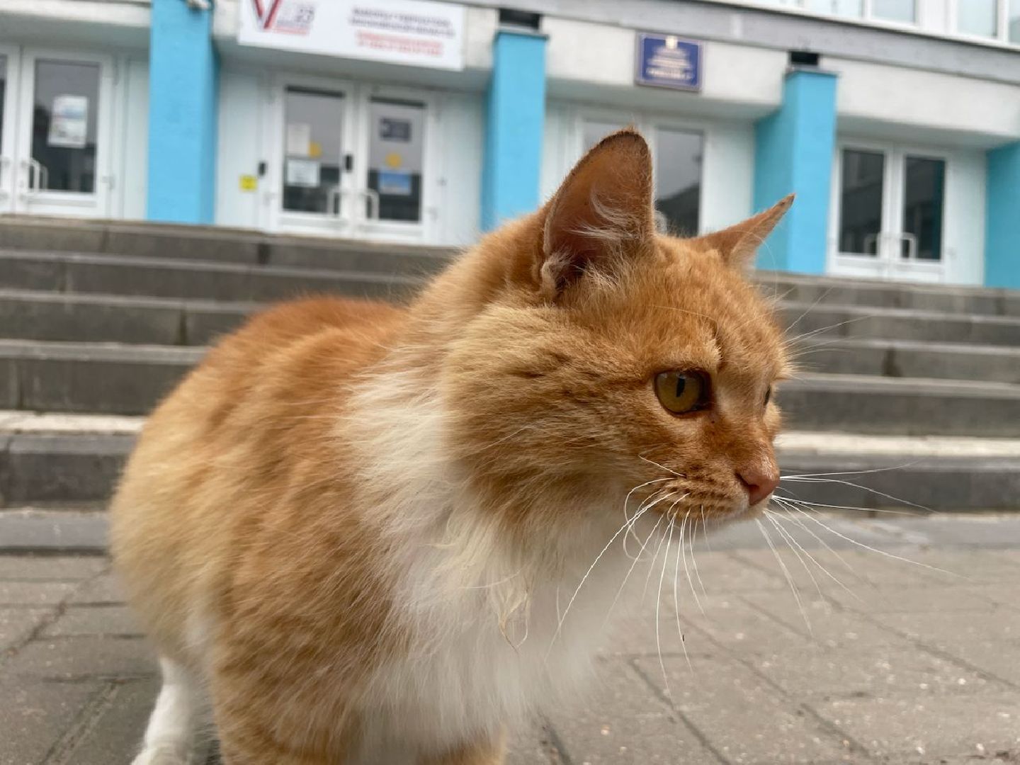 Лыткарино, выборы, наблюдатели