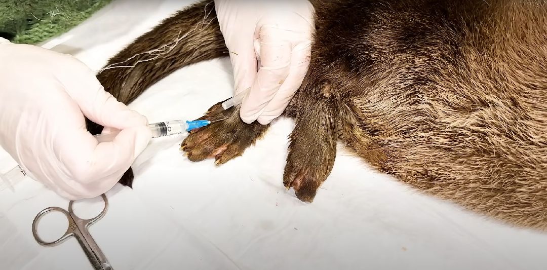 Клин, Животные, Общество