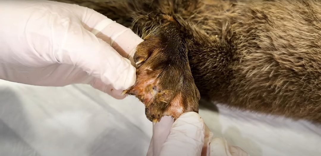 Клин, Животные, Общество