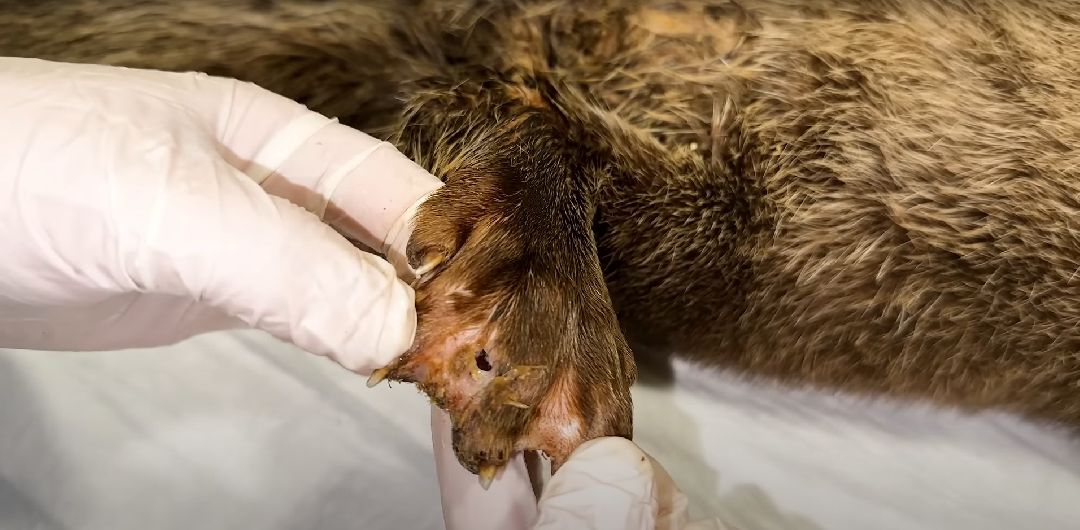 Клин, Животные, Общество