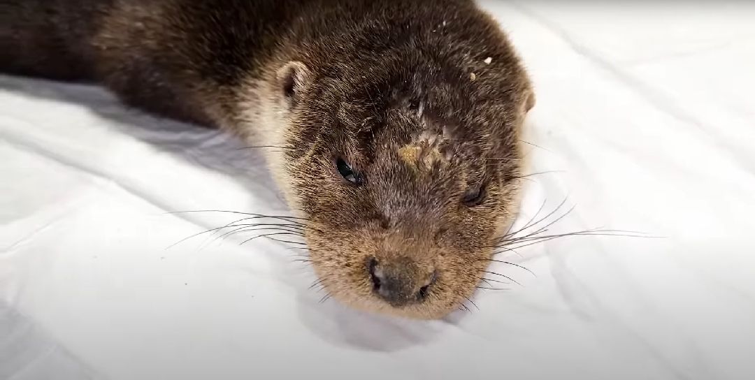 Клин, Животные, Общество