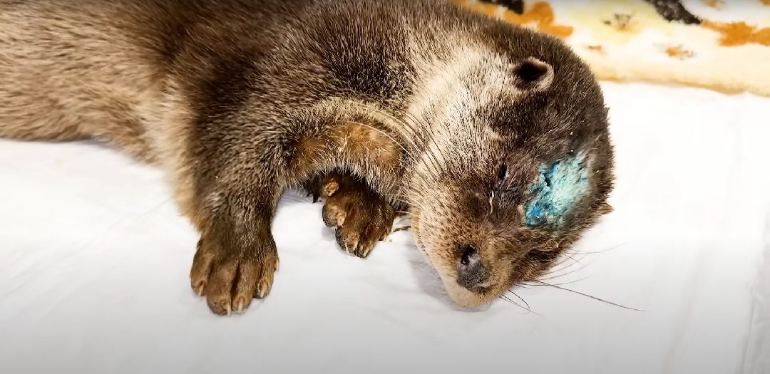 Клин, Животные, Общество