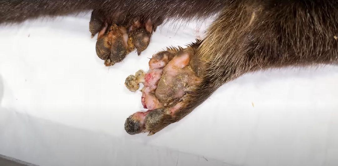 Клин, Животные, Общество