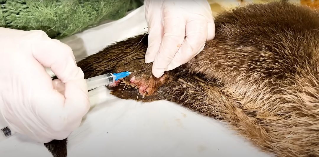 Клин, Животные, Общество