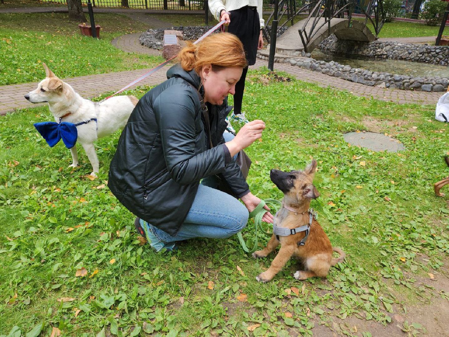 животные, пристройство, волонтер, видное, помощь,