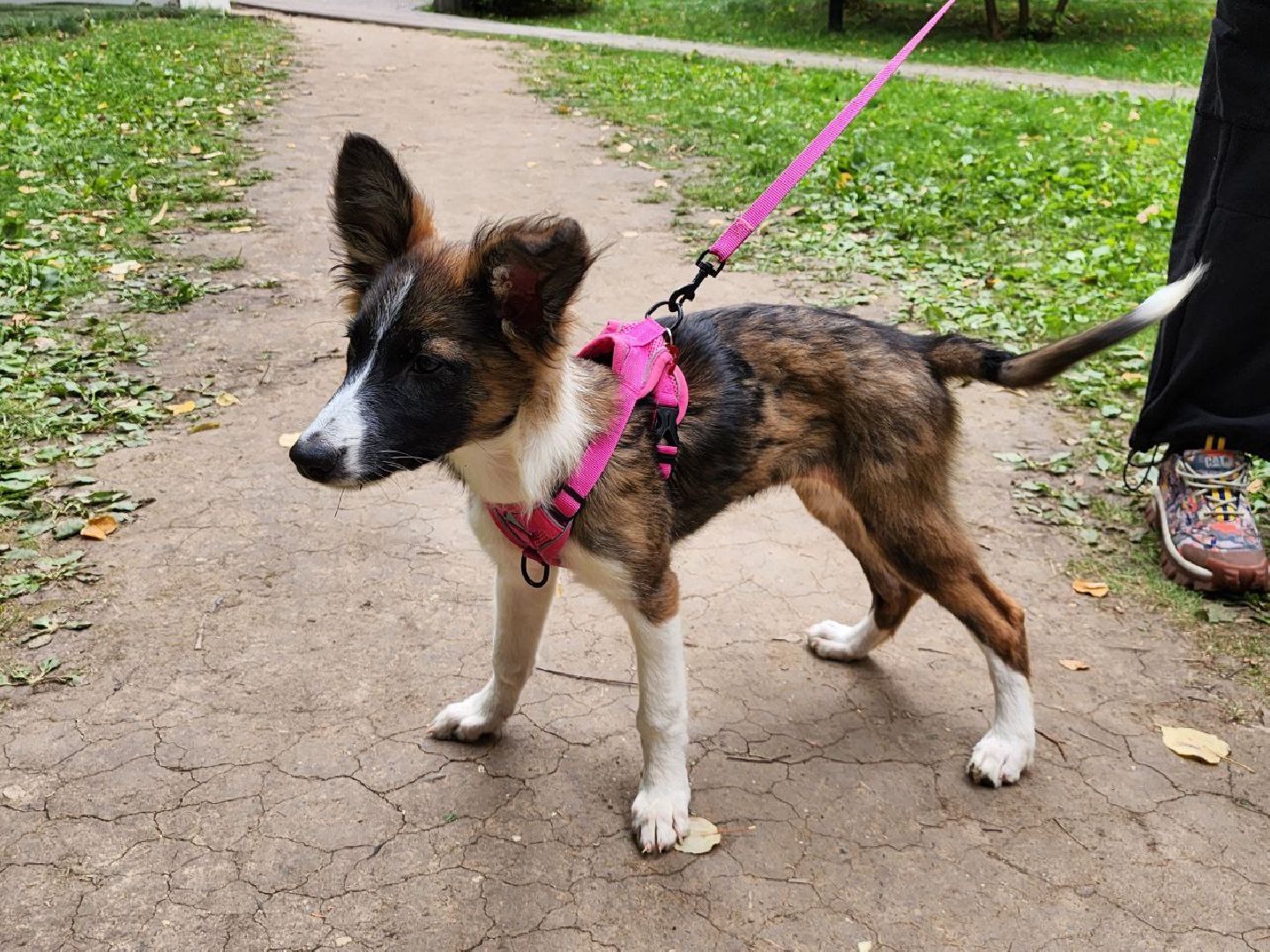 животные, пристройство, волонтер, видное, помощь,