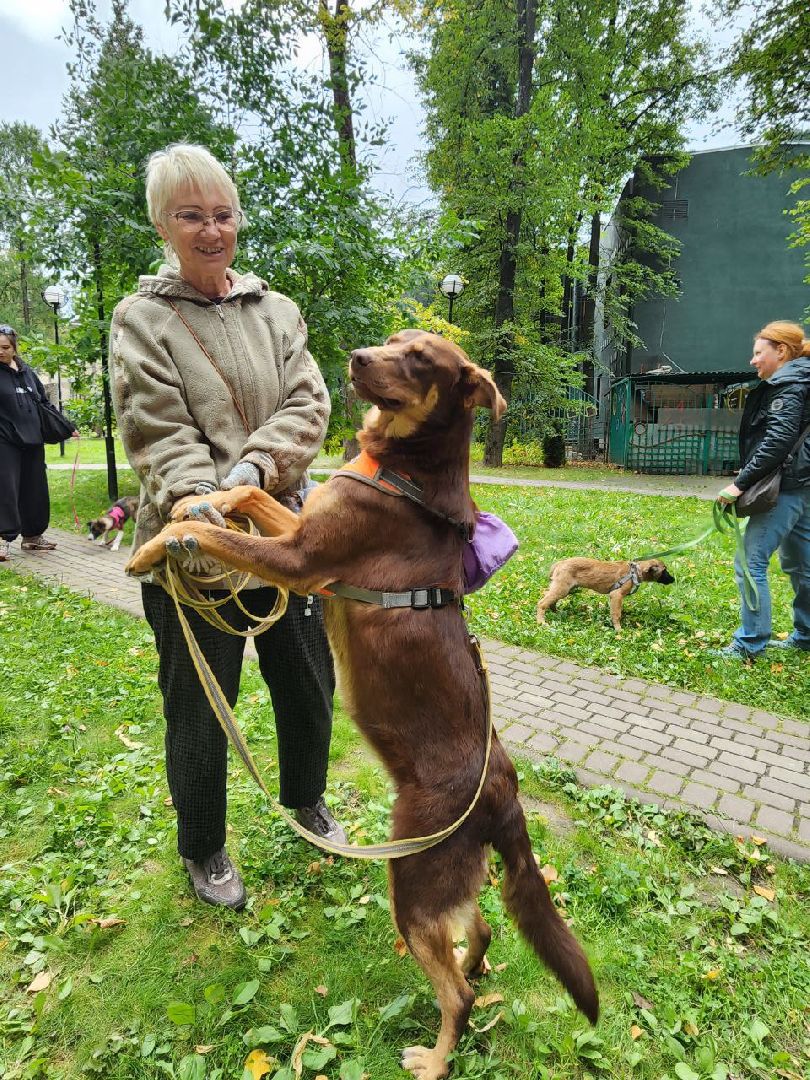 животные, пристройство, волонтер, видное, помощь,