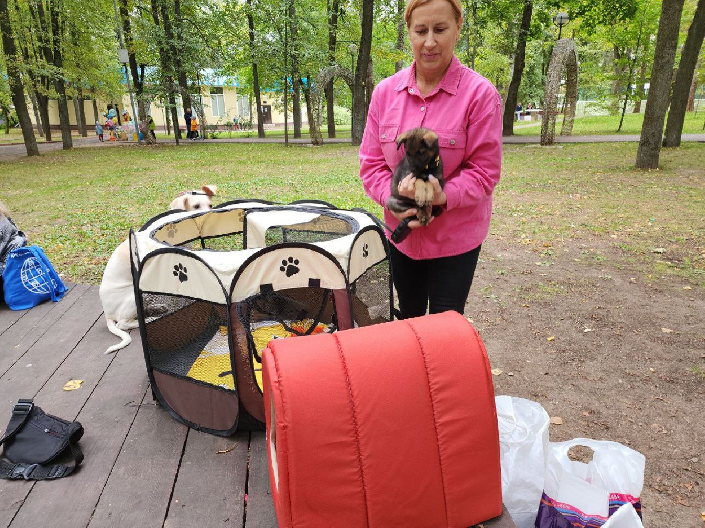 животные, пристройство, волонтер, видное, помощь,